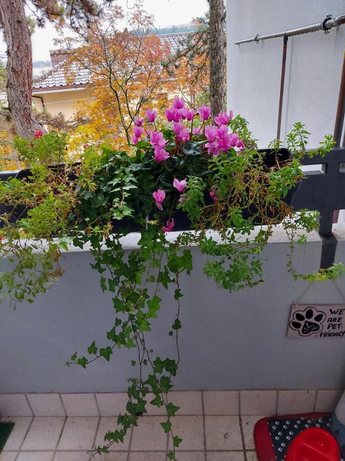 La Pineta - Delightful Small Apartment Near The City Center LʼAquila Buitenkant foto